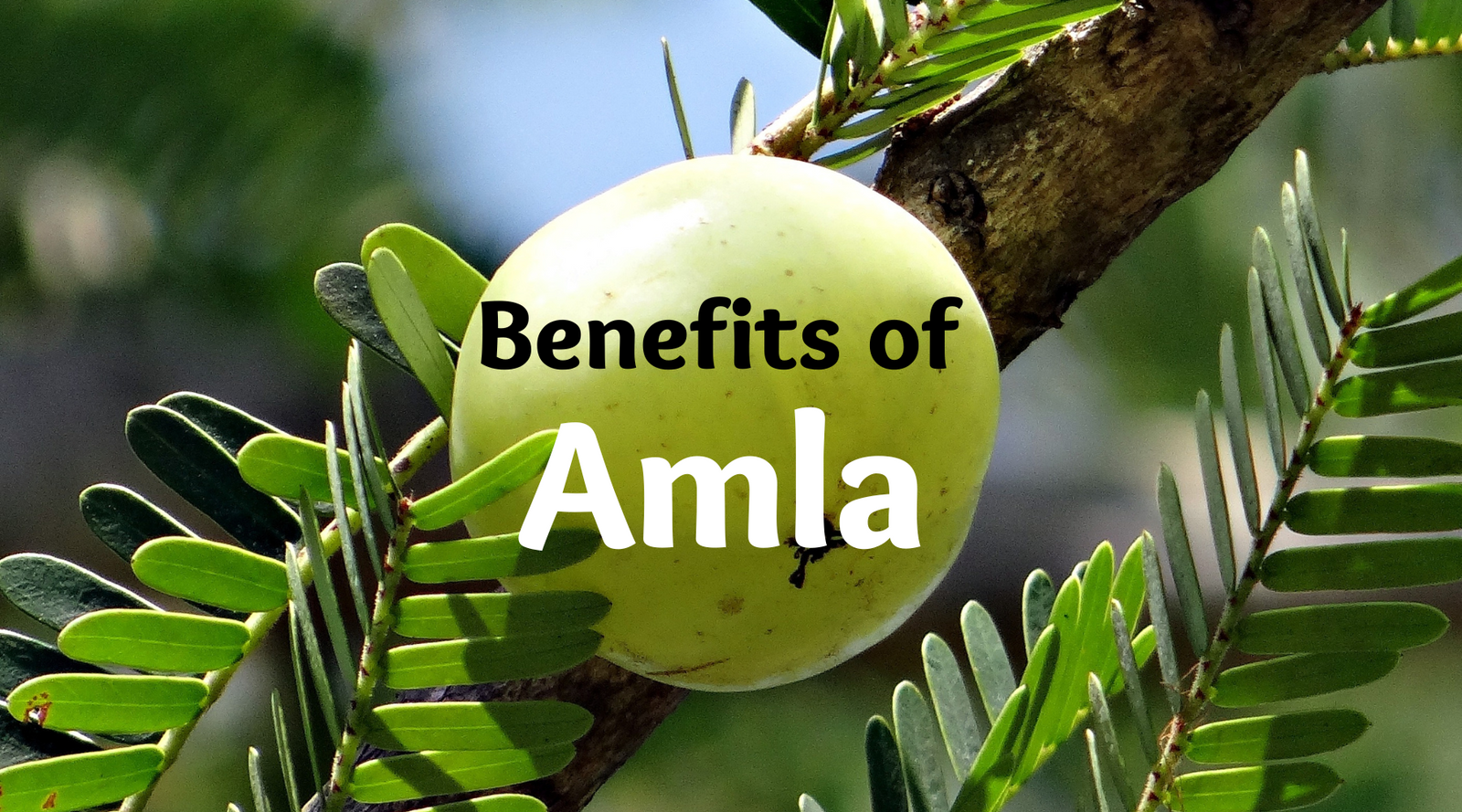 Amla for Food, Hair, and Skin Care