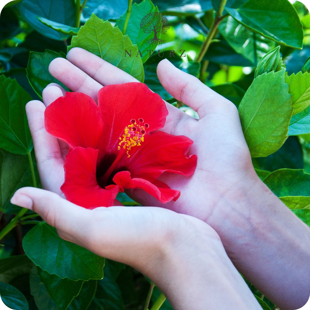 Naturz Hibiscus Petal Powder - Premium Edible Grade